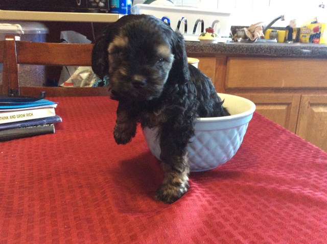 Beautiful Biewer/Schnoodle Puppies