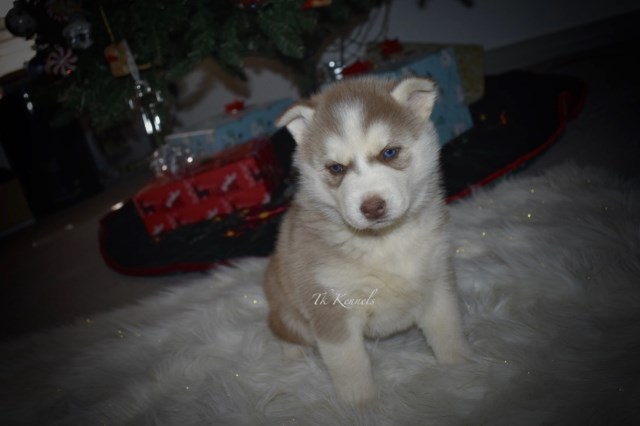 Siberian Husky puppy for sale + 54402