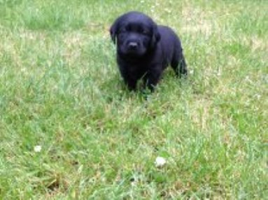 Labrador Retriever puppy for sale + 51182