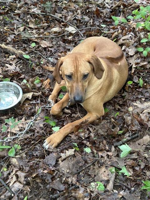 Rhodesian Ridgeback puppy for sale + 64912