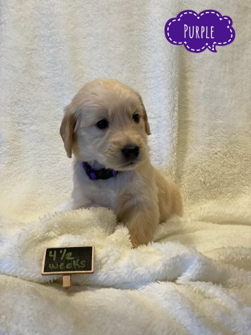 Purebred Golden Retriever Puppies