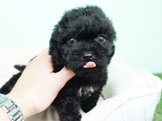 Maltipoo puppy for sale + 54770