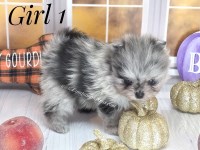 Pomeranian thumbnail