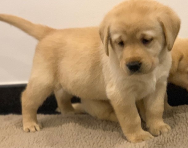 Labrador Retriever Pups Ready To Leave.