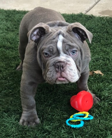 Olde Eng Bulldogge: F-RiRi Girl Lilac-Tri