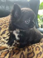 AKC Apple Heahuad  Long Coat  Male Chihuahua Chihuahua for sale/adoption