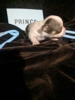 Candy Teacup Chocolate Chip Chihuahua Puppies Chihuahua for sale/adoption