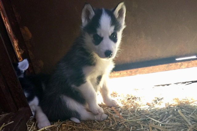 Siberian Husky puppy for sale + 51789
