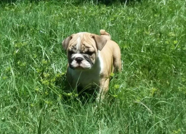 English Bulldog puppy for sale + 56509