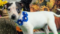 Chicago Rat Terrier Type Baby BOY... Super Cute!!! Rat Terrier for sale/adoption