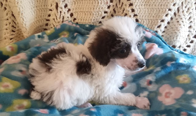 Poodle Toy puppy for sale + 67039