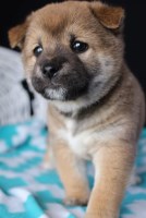 Shiba Inu Puppies And Dogs For Sale In Indiana