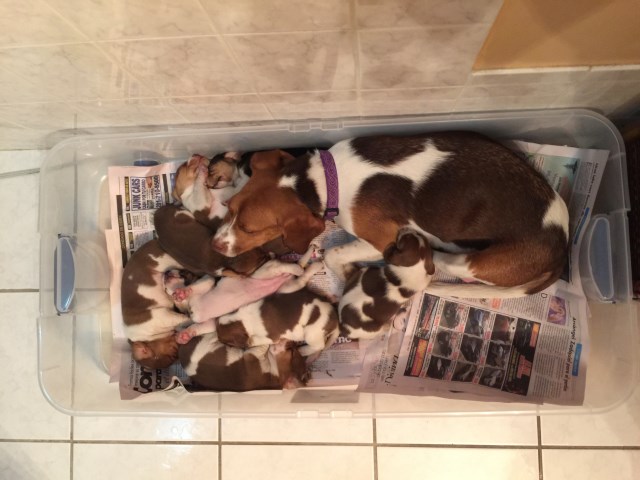 Beagle puppy for sale + 47771