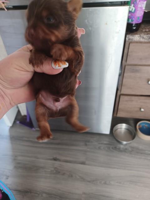 Yorkshire Terrier puppy for sale + 66259