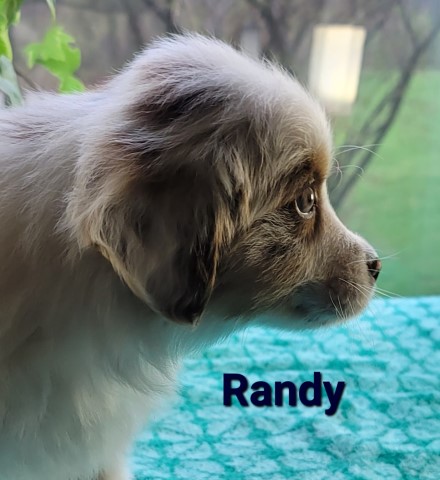 Miniature, toy Australian Shepherd puppies born 3-14-22. Parents are ASDR. 231 821 2603