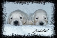 Golden Retriever thumbnail