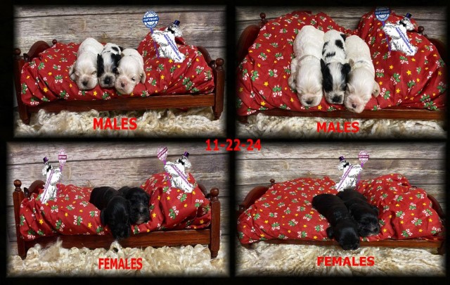 CHAMPION SIRED PUPPIES 2 BLACK FEMALES AND 1 RED & WHITE PARTI 1 BLUE ROAN MALES