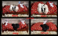 American Cocker Spaniel thumbnail