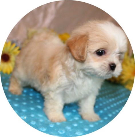 Mi Ki puppy for sale + 53059