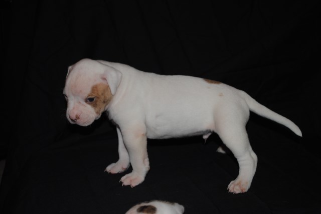 American Bulldog puppy for sale + 50912