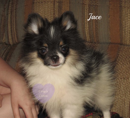 Pomeranian puppy--Jace
