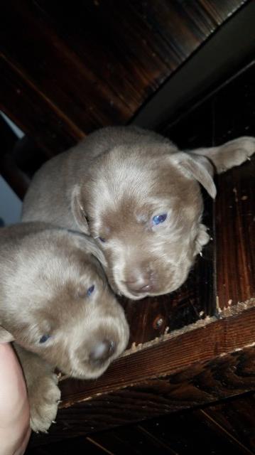 Labrador Retriever puppy for sale + 55152