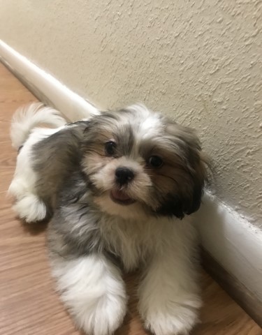 Male Shih Tzu puppies