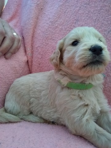 Golden Doodle Puppies For Sale