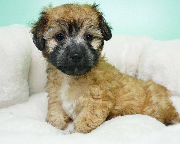 Shipoo Puppy- Male- Wes ($1,299)