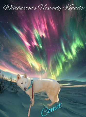 Siberian Husky puppy for sale + 66945