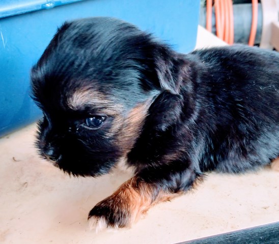 Morkie puppies. Ready for their forever homes. 2 boys, 1 girl