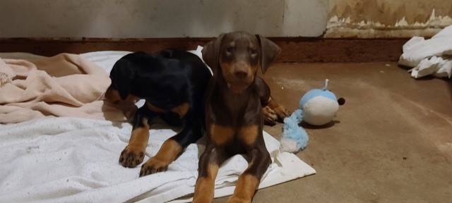 RED Registered Doberman Male Puppy