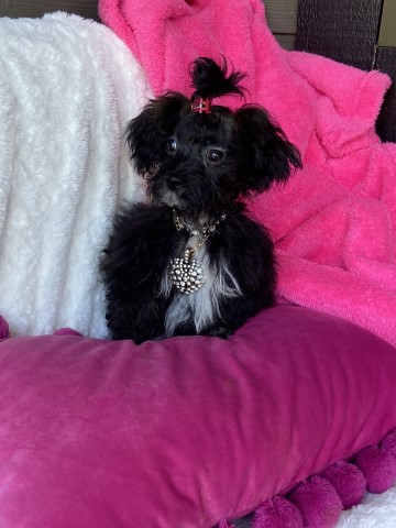 Small Shih Tzu female puppy -Truffle
