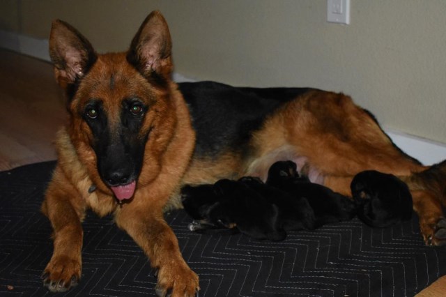 German Shepherd Dog puppy for sale + 58934