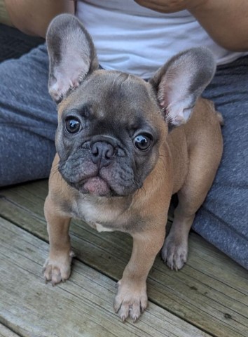 Lovable 15 Week Old French Bulldog-Ready to Go