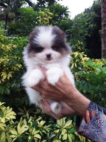 Pomeranian puppy for sale + 67239