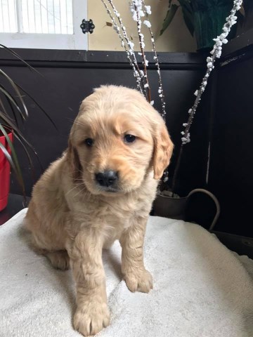 AKC Golden Retriever Puppies for Sale - 3 males & 4 females