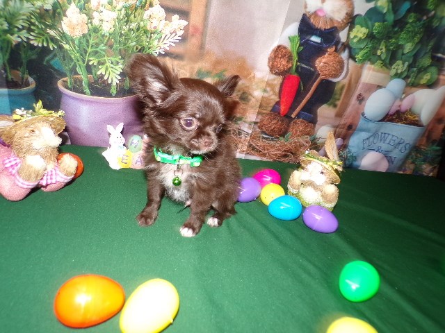 Tiny Full AKC Long Coat AKC Chihuahuas  KoKo's