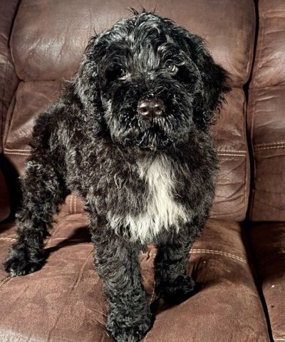 Portuguese Water Dog Puppies