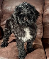 Portuguese Water Dog Puppies Portuguese Water Dog for sale/adoption