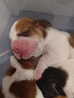 AKC BASSET HOUND PUPPIES in North Carolina Basset Hound for sale/adoption