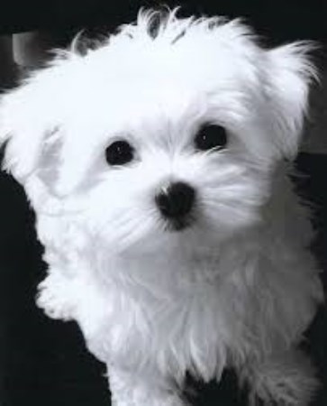 Toy Purebred AKC & ACA  registered/registerable Maltese Puppies