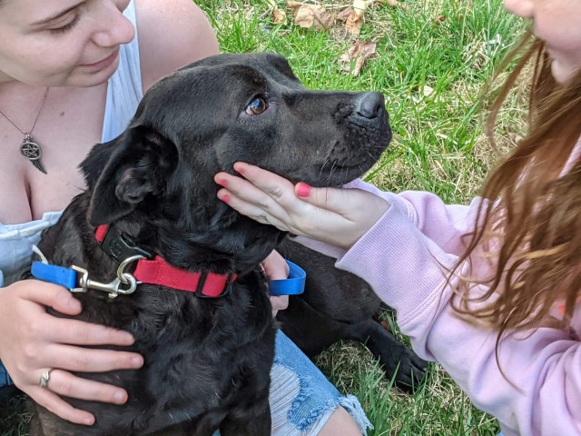 Sebastian in a black charming fellow likes to play. Loves other dogs too.