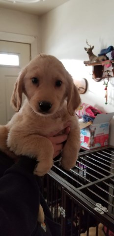 Golden Retriever puppy for sale + 59129