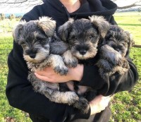 Miniature Schnauzer Miniature Schnauzer for sale/adoption