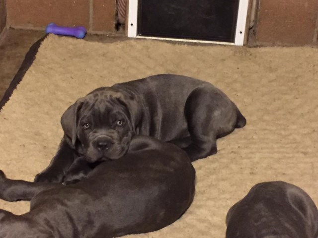 Cane Corso puppy dog for sale in mohave valley, Arizona