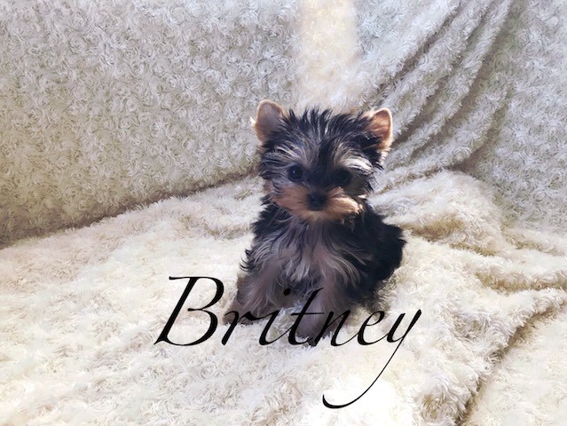 Yorkshire Terrier - Britney - Female