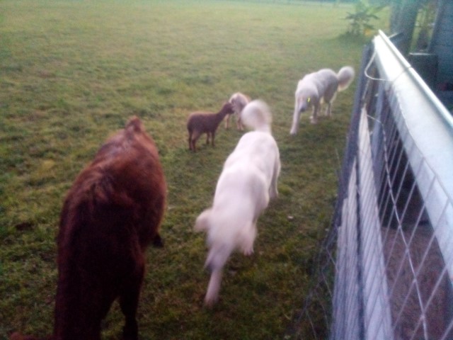 Great Pyrenees puppy for sale + 63814