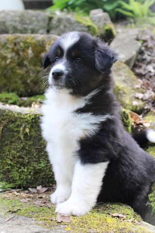 Miniature American Shepherd Puppies
