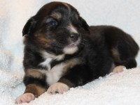 australian shepherd up for adoption search locally for miniature australian shepherd puppies and dogs australian shepherd up for adoption search locally for miniature australian shepherd puppies and dogs
